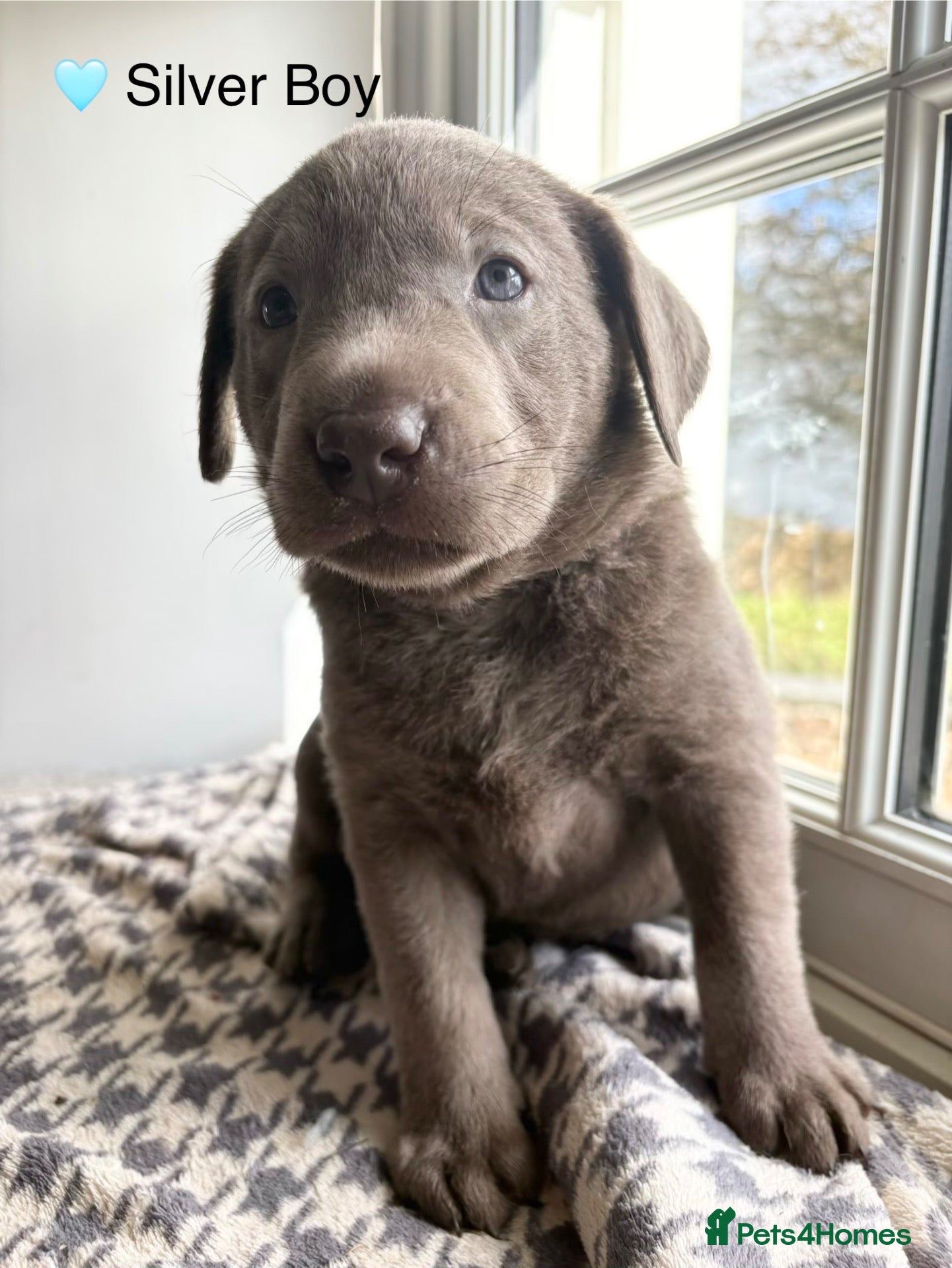 Labrador Retriever dogs KC registered Silver/Champagne/Charcoal Labradors - Advert 2