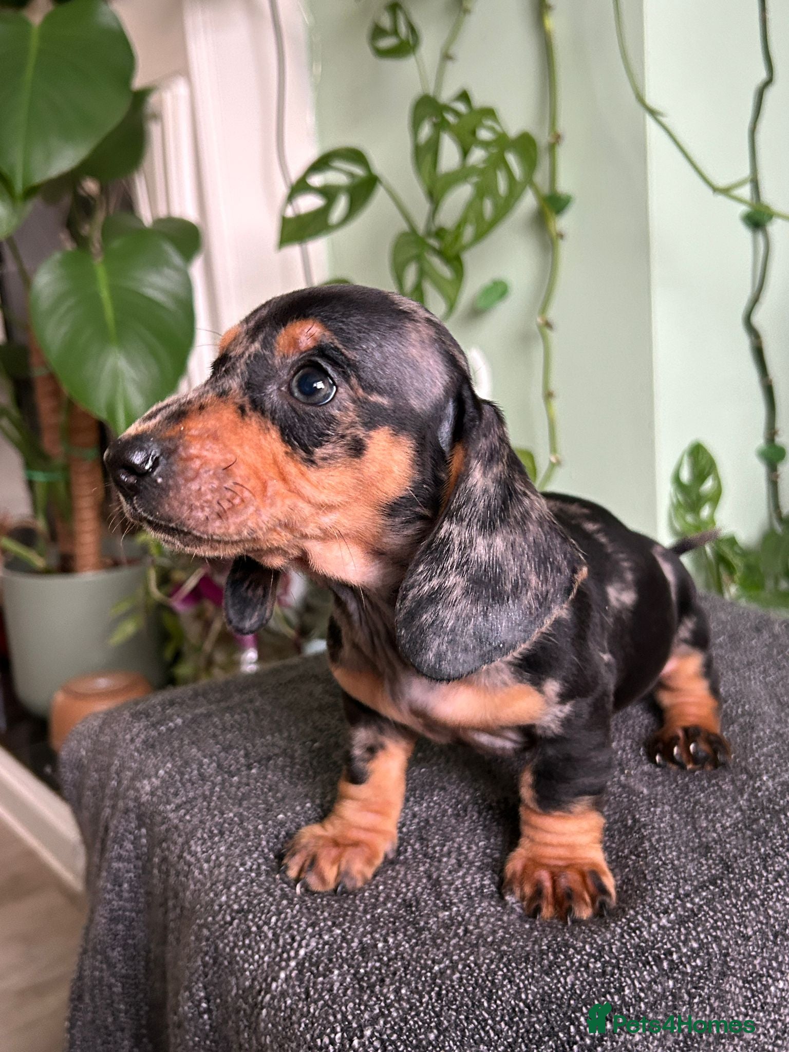 Dachshund dogs Full Pedigree Dachshund ❤️🧡💚🩵 - Advert 1
