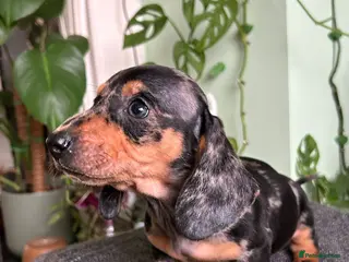 Dachshund dogs Full Pedigree Dachshund ❤️🧡💚🩵 - Advert 5