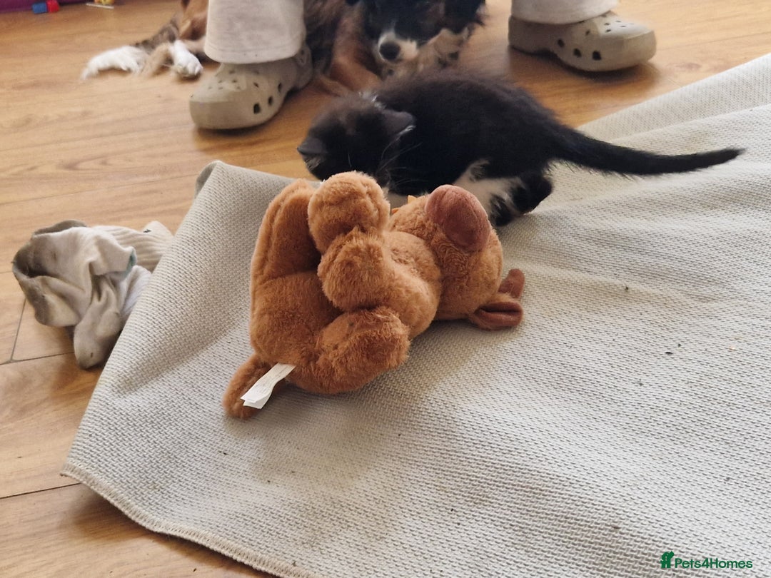 Mixed Breed cats for sale: ready to go - Image 9