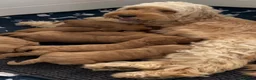 Cockapoo dogs for sale: Cockapoo puppies  in Paisley - Advert 1