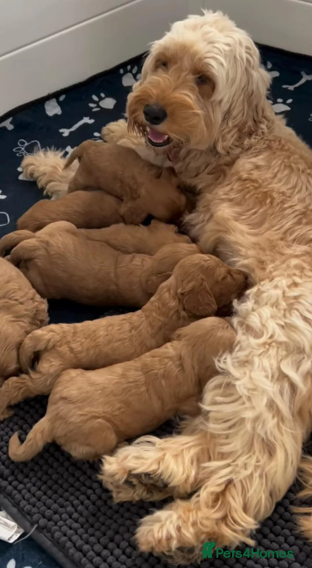 Cockapoo dogs for sale: Cockapoo puppies  in Paisley - Advert 1