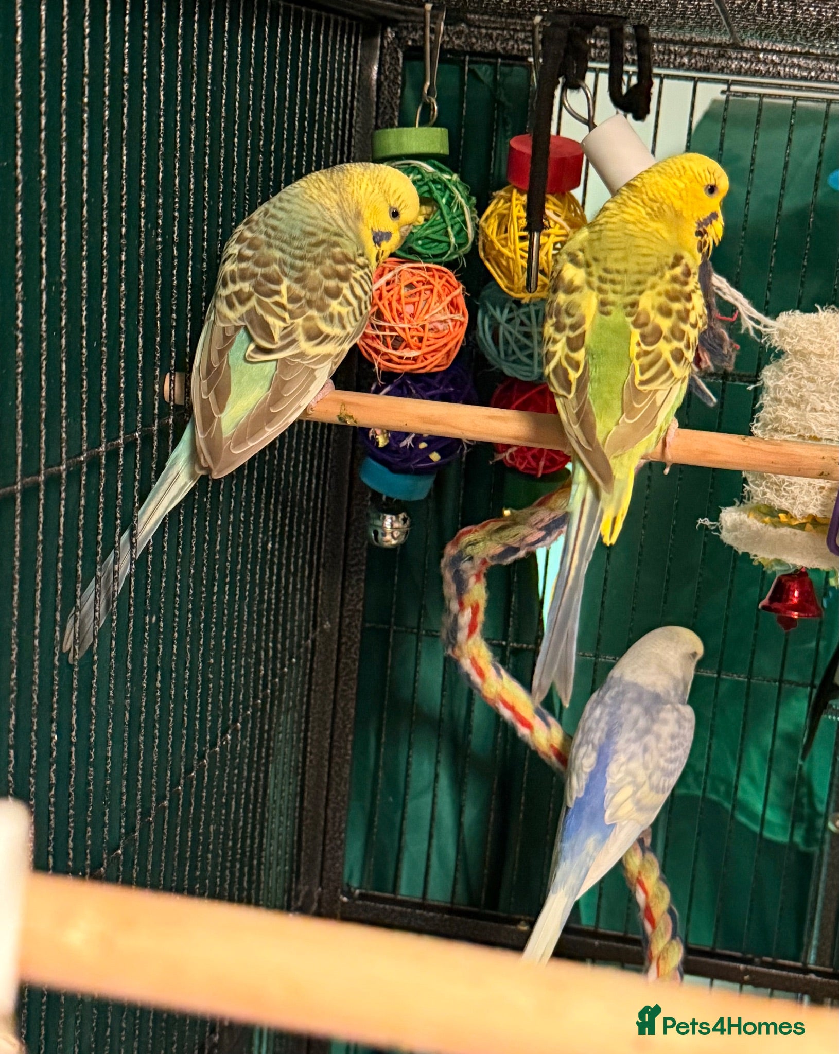 Budgerigars birds young  budgies available males & female young  - Advert 2