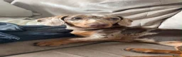 Miniature Dachshund dogs for sale: Miniature dachshund puppy  in Liverpool - Advert 9