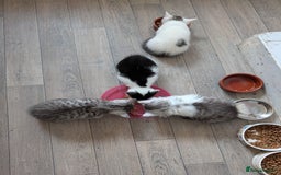 Mixed Breed cats for sale: Persian mix cross  - Image 8