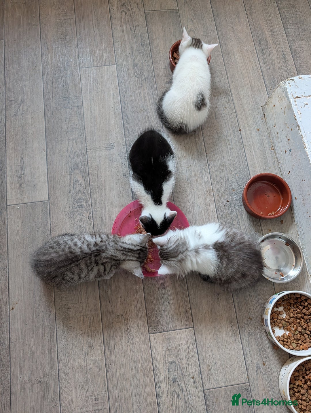 Mixed Breed cats for sale: Persian mix cross  - Image 8