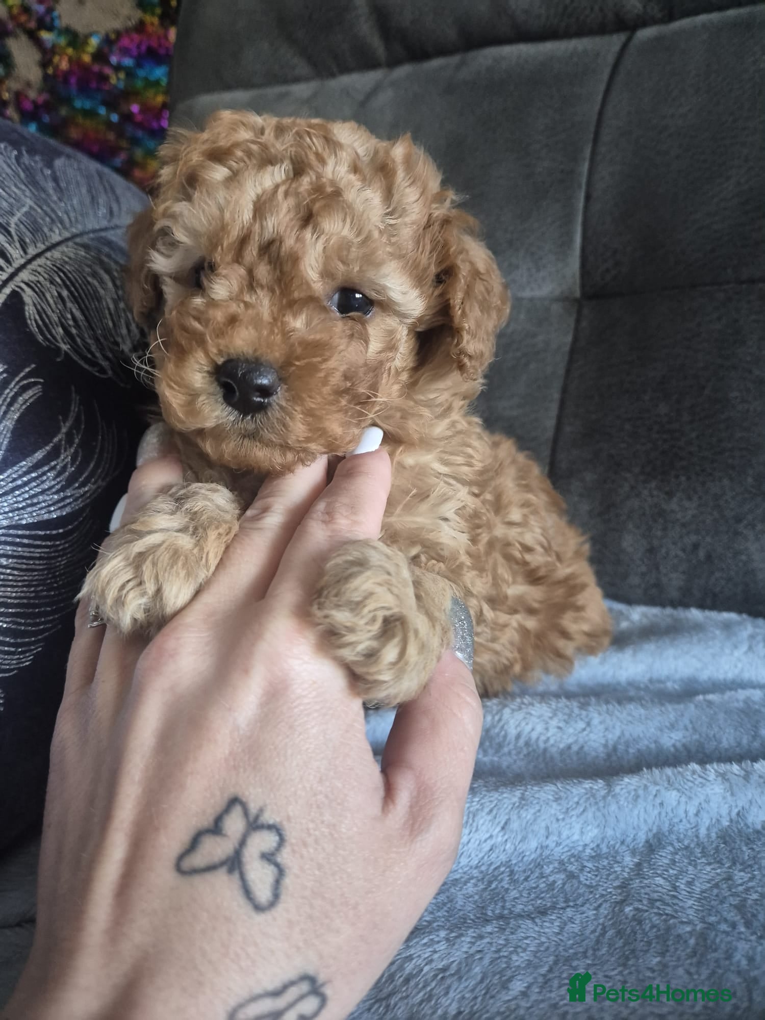 Maltipoo dogs Stunning maltipoo puppies - Advert 17