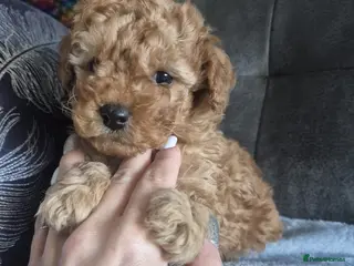 Maltipoo dogs Stunning maltipoo puppies - Advert 17