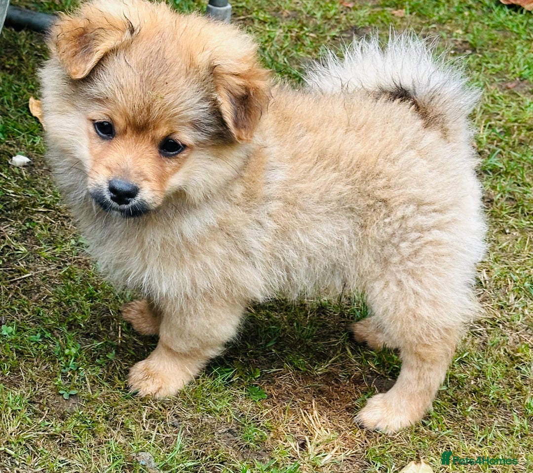 Pomeranian dogs for sale: Lovely Pomeranian puppies  in Sudbury - Image 5