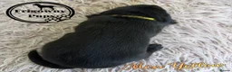 Labrador Retriever dogs for sale: 🖤 Quality RKC Labrador Puppies 🖤 Ready July 🖤 - Advert 9