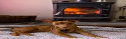 Jack Russell dogs for stud: 🐾 Miniature Jack Russell Male – Stud Available 🐾 - Advert 10