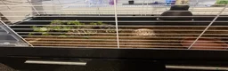 Tortoise reptiles for sale: Hermann tortoises  - Advert 7
