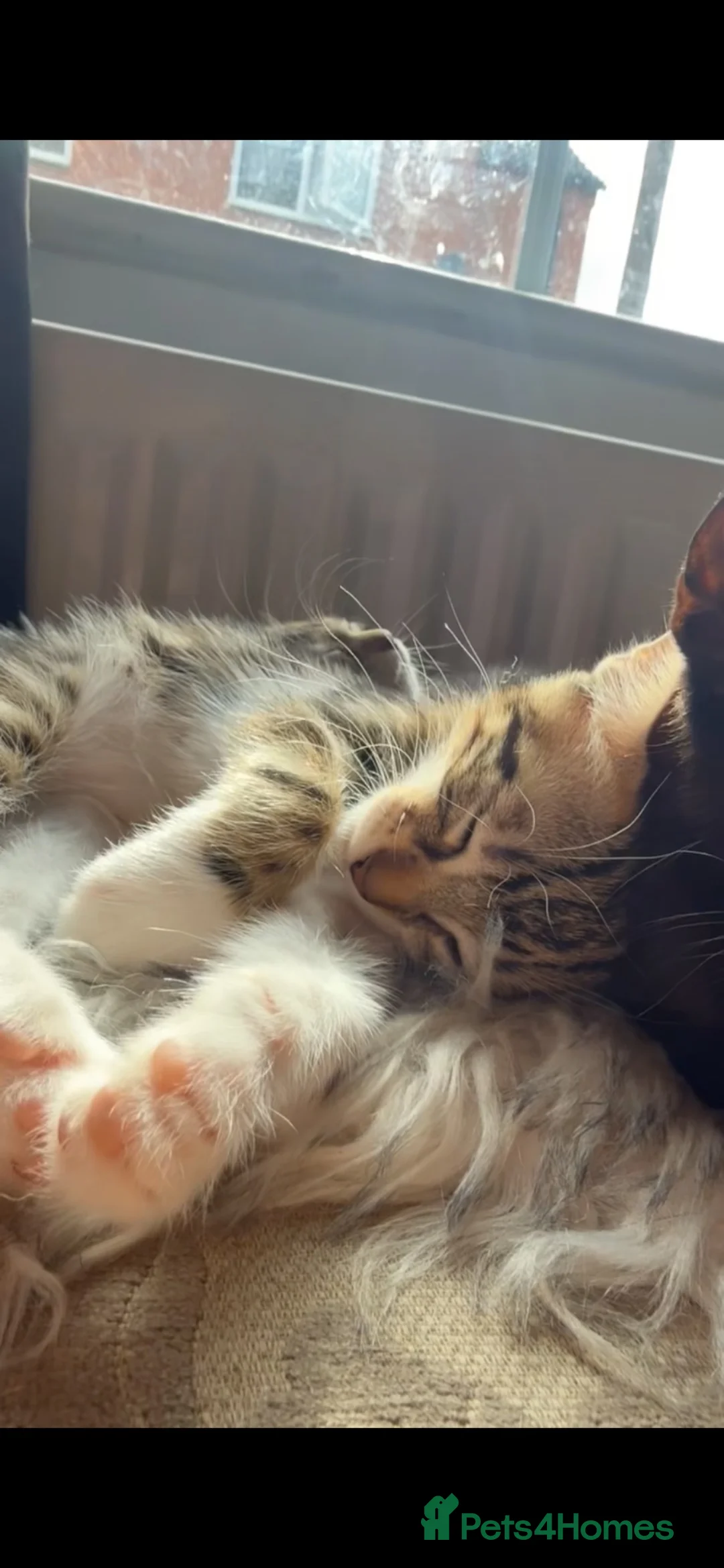 Mixed Breed cats for sale: Beautifully marked part bengal kittens in Sleaford - Advert 2
