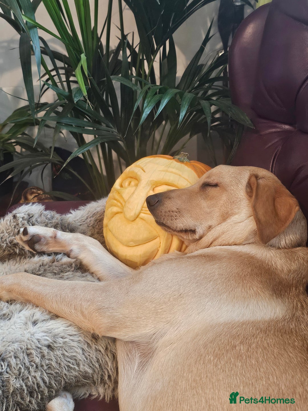 Labrador Retriever dogs for sale: Nova our bouncy young lady - Image 7