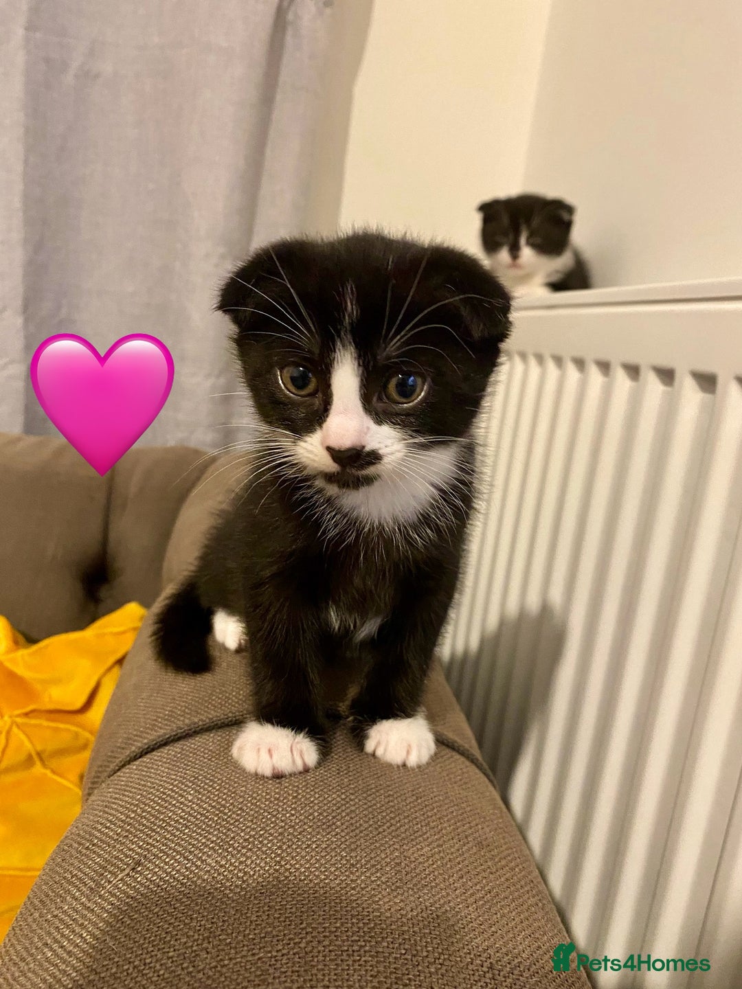 Mixed Breed cats for sale: 3 kittens, 2 girls 1 boy. READ DESCRIPTION  - Advert 4