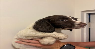 English Springer Spaniel dogs in Derby - Advert 5