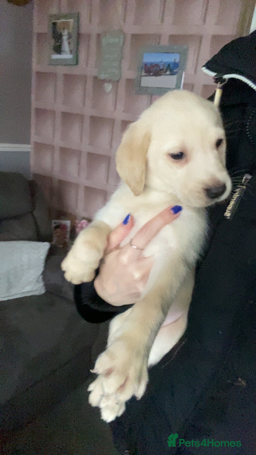 Labrador Retriever dogs for sale: Labrador last boy - Advert 5