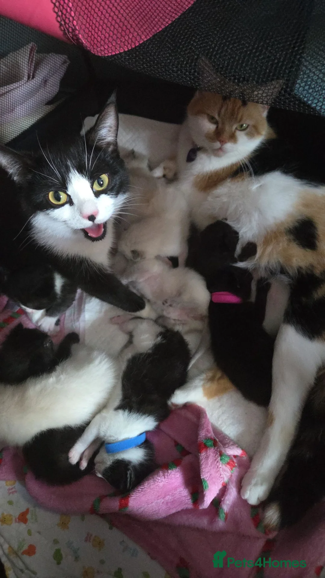 British Shorthair cats for sale: 9 gorgeous kittens - Advert 2