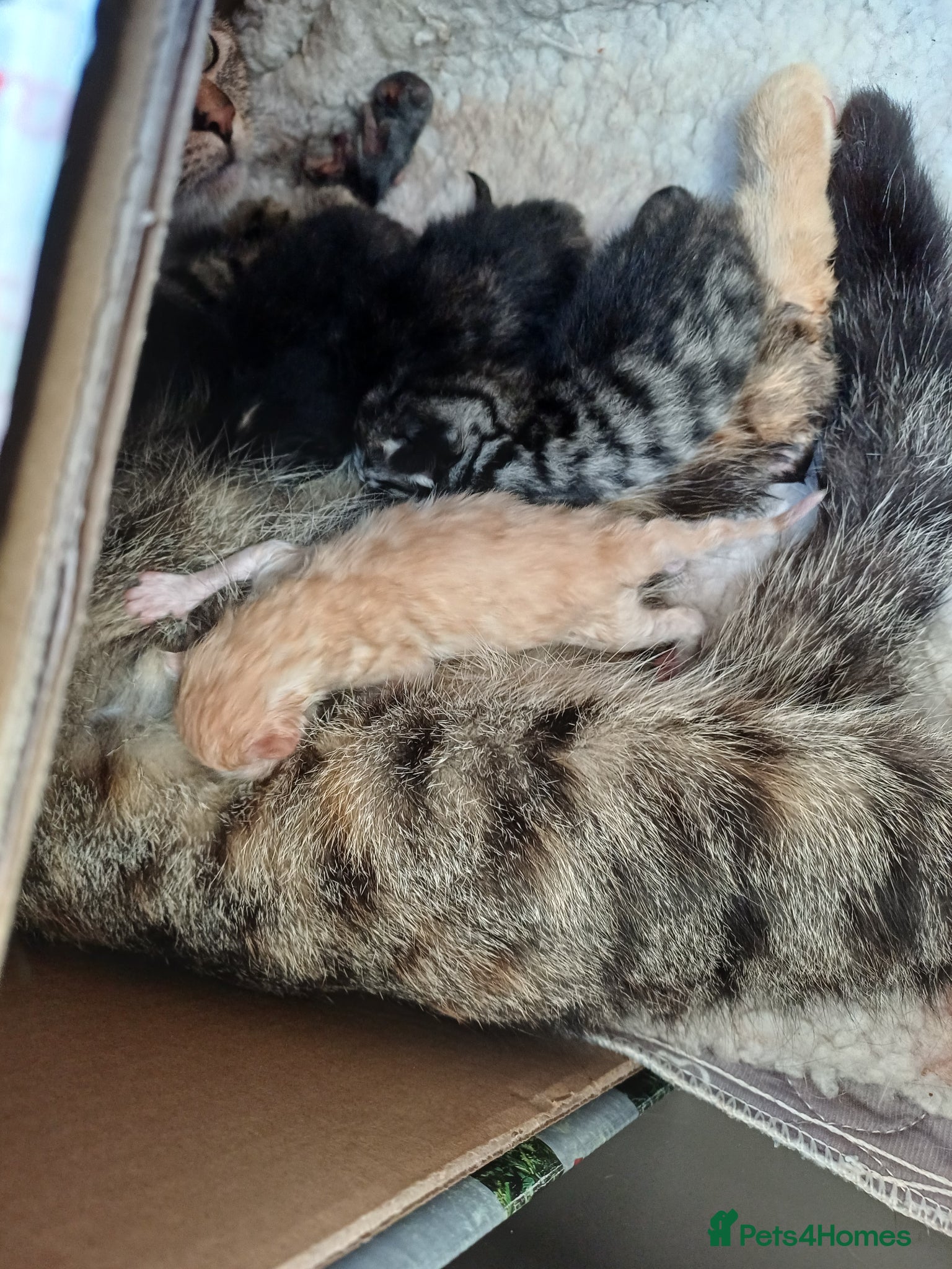 Mixed Breed cats for sale: Kittens half bengal - Advert 3