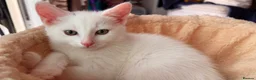 Domestic Shorthair cats for sale: Precious white cat for sale💕 - Advert 3