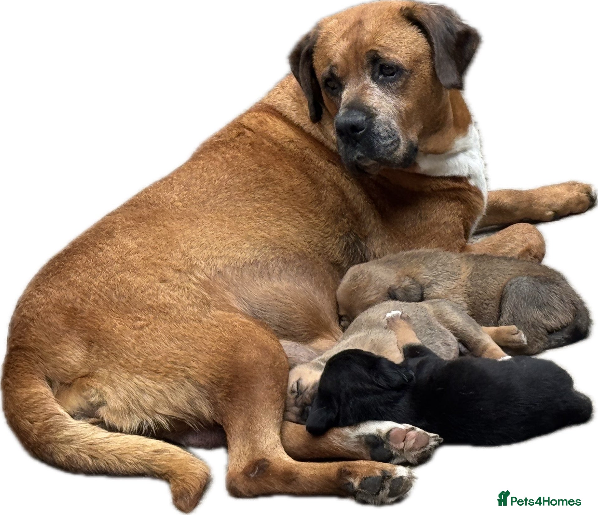 Rottweiler dogs Rottweilerx - Advert 1
