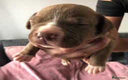 Mixed Breed dogs for sale: American bulldogs  - Image 17