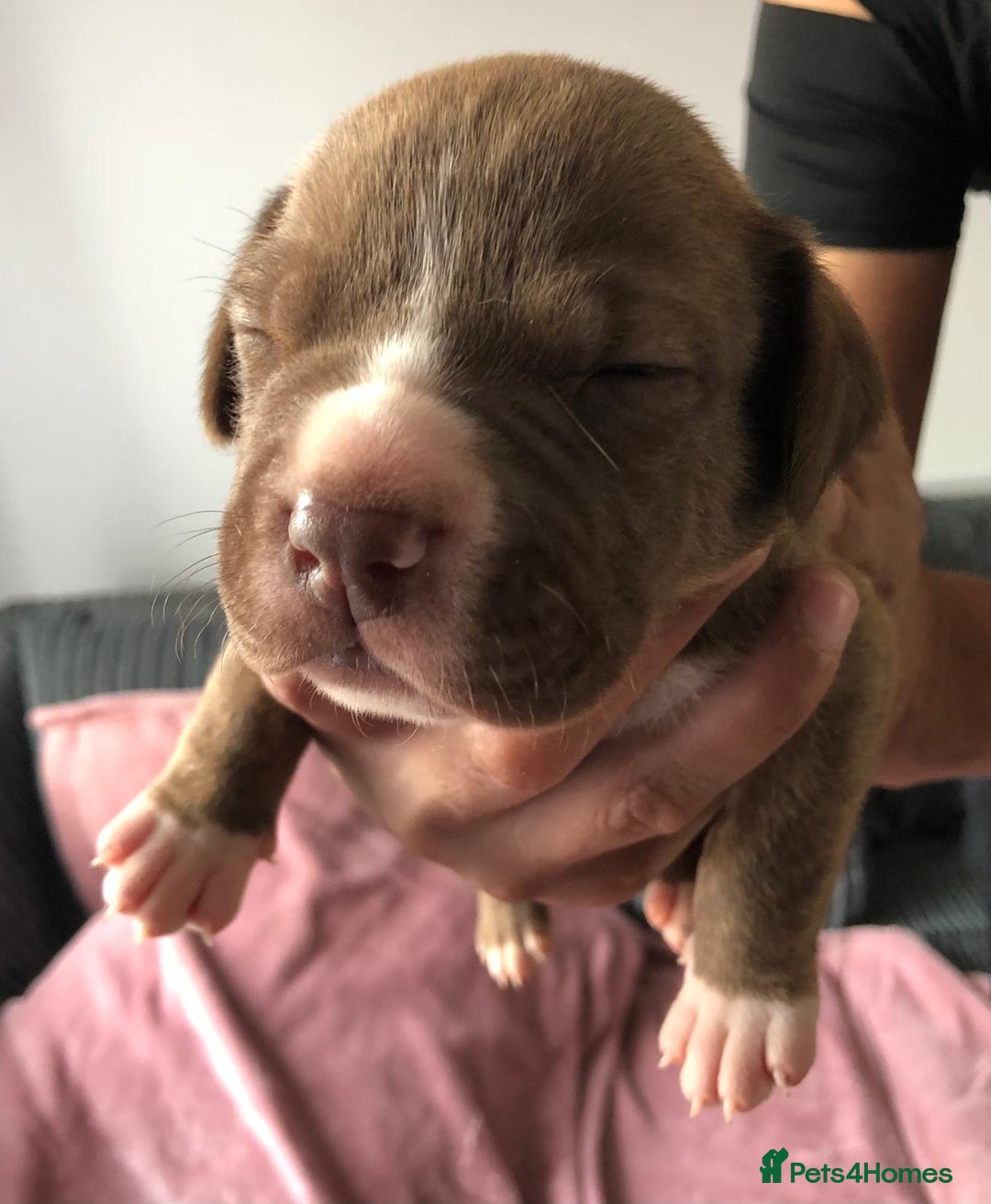 Mixed Breed dogs for sale: American bulldogs  - Image 17