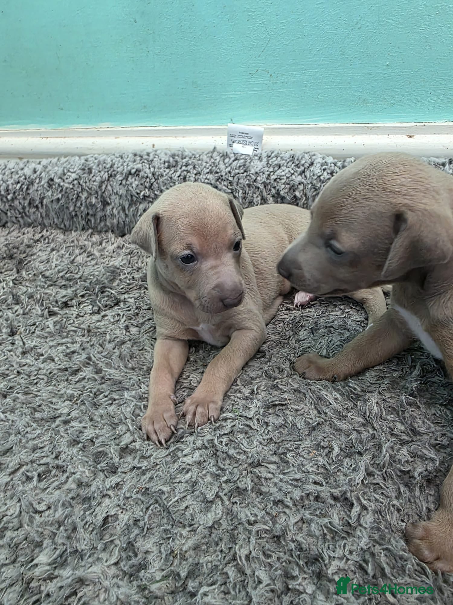 Italian Greyhound dogs Beautiful Italian Greyhound Puppies - Advert 2