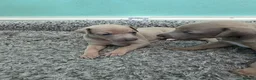 Italian Greyhound dogs for sale: Beautiful Italian Greyhound Puppies - Advert 5