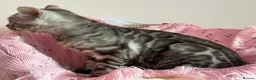 Bengal cats for sale: Exceptional Pure Pedigree Silver Grey TICA Bengal - Advert 23