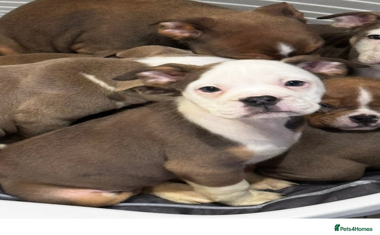 Olde English Bulldogge dogs - Advert 2