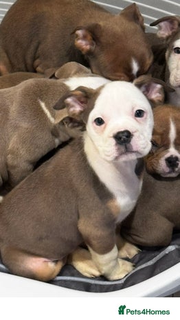 Olde English Bulldogge dogs - Advert 2