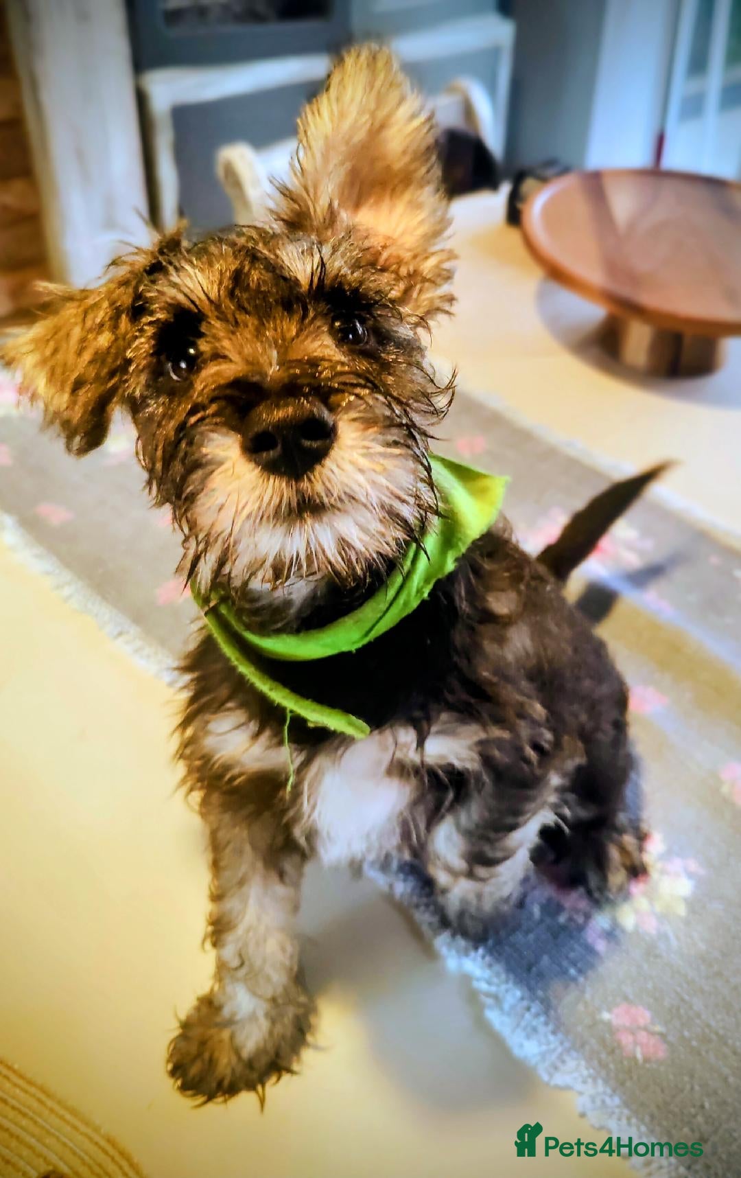 Miniature Schnauzer dogs for sale: Forever Homes Wanted: 2 Schnauzer Boys 🐶 - Image 12