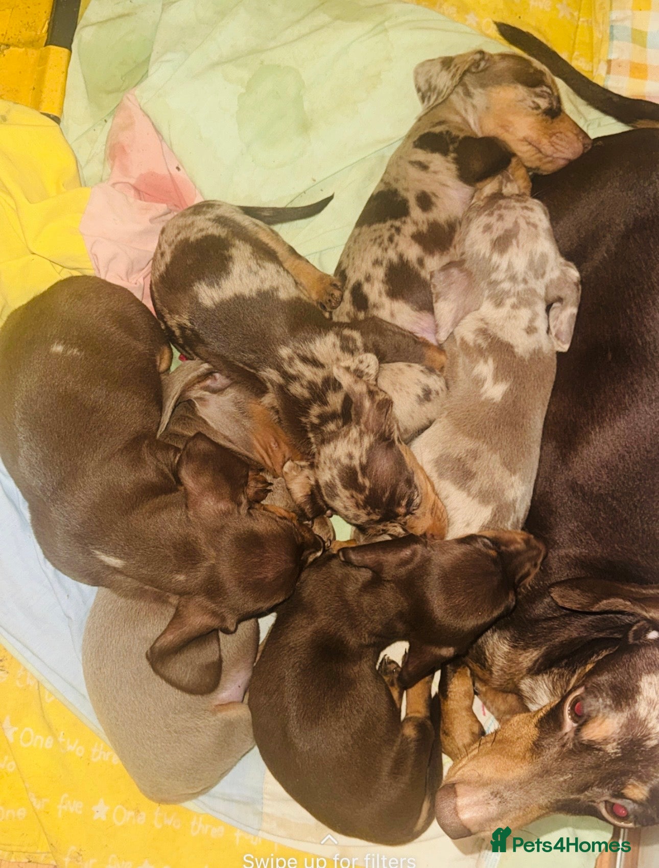 Miniature Dachshund dogs KC Miniature Dachshunds 2 Girls Left in Egham - Advert 1