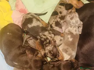 Miniature Dachshund dogs KC Miniature Dachshunds 2 Girls Left in Egham - Advert 1
