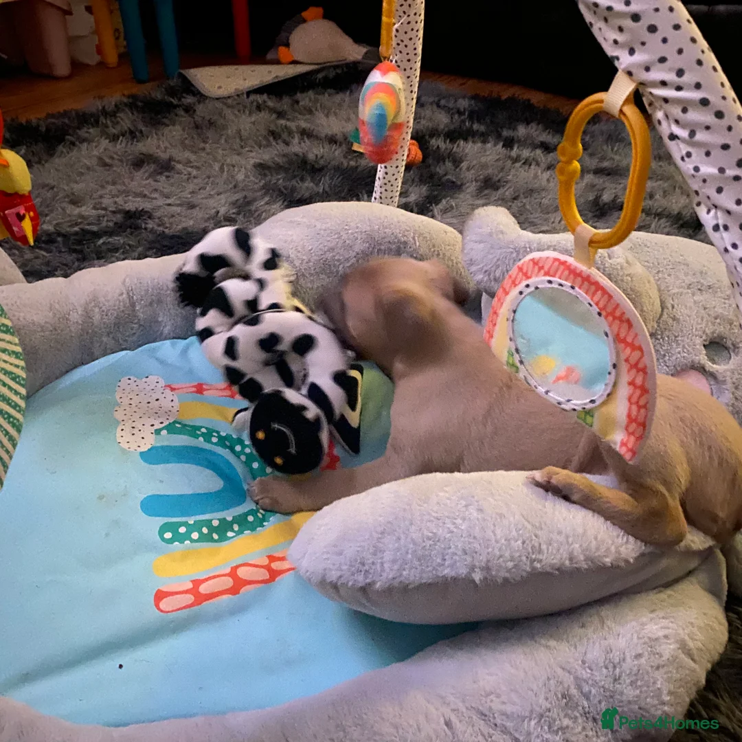 Whippet dogs for sale: SOLD -Male whippet puppy - Advert 11