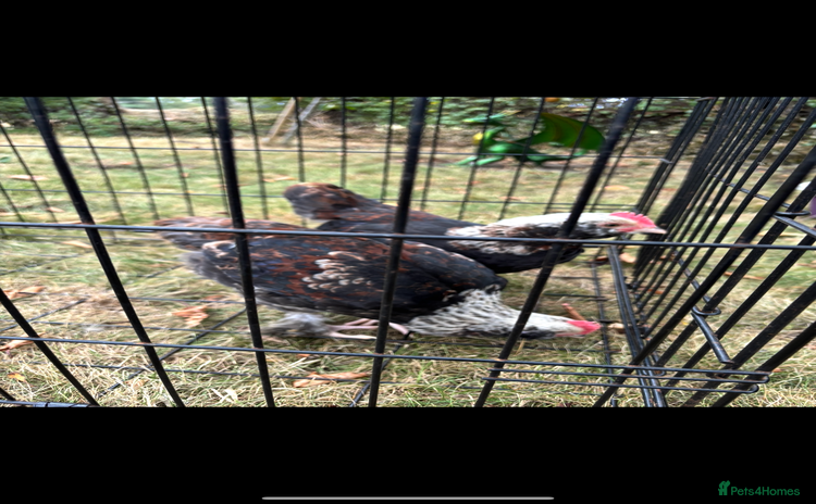 Chickens poultry - Advert 2