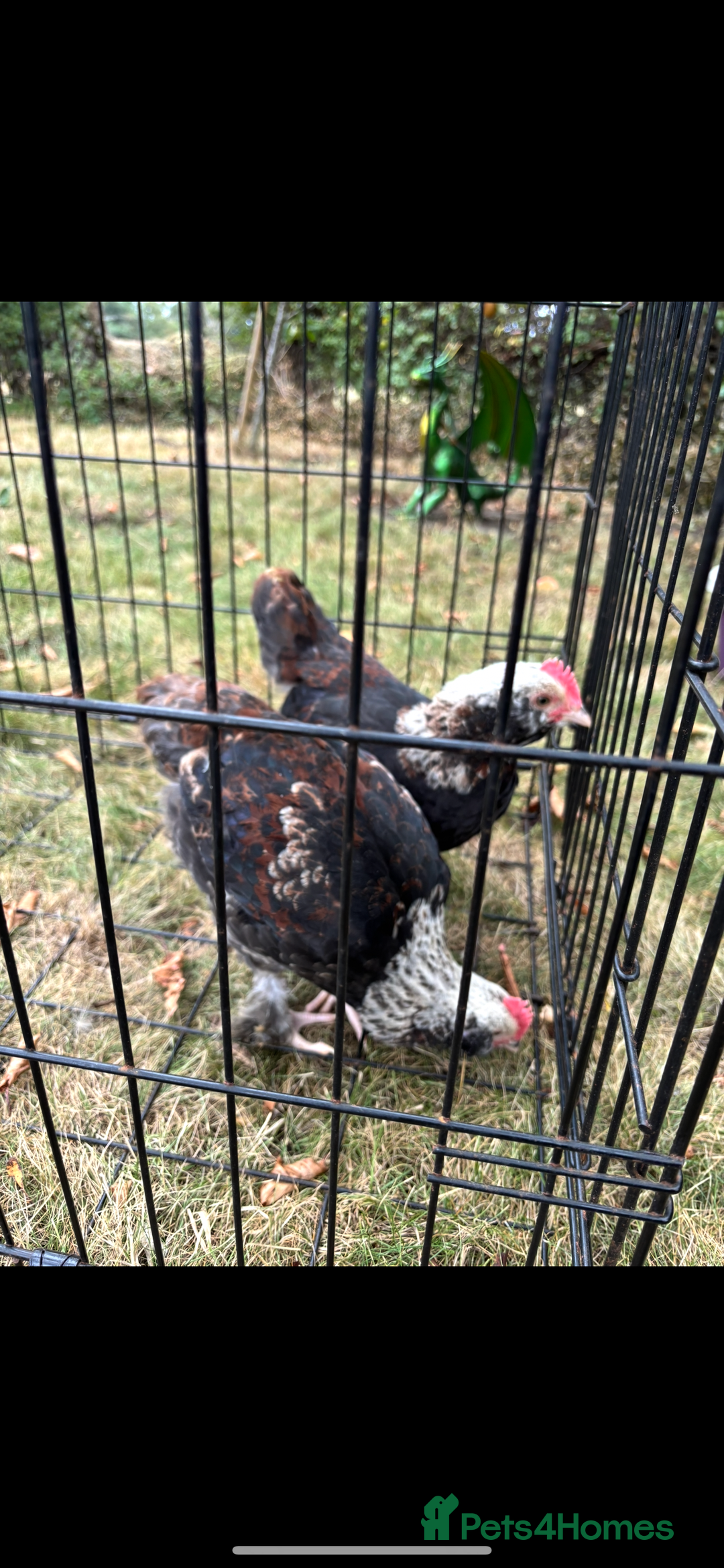 Chickens poultry for sale: Favorelle Cockerels - Image 1