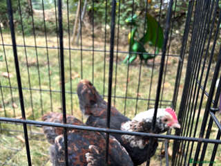 Chickens poultry - Advert 37