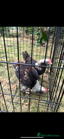 Chickens poultry - Advert 2