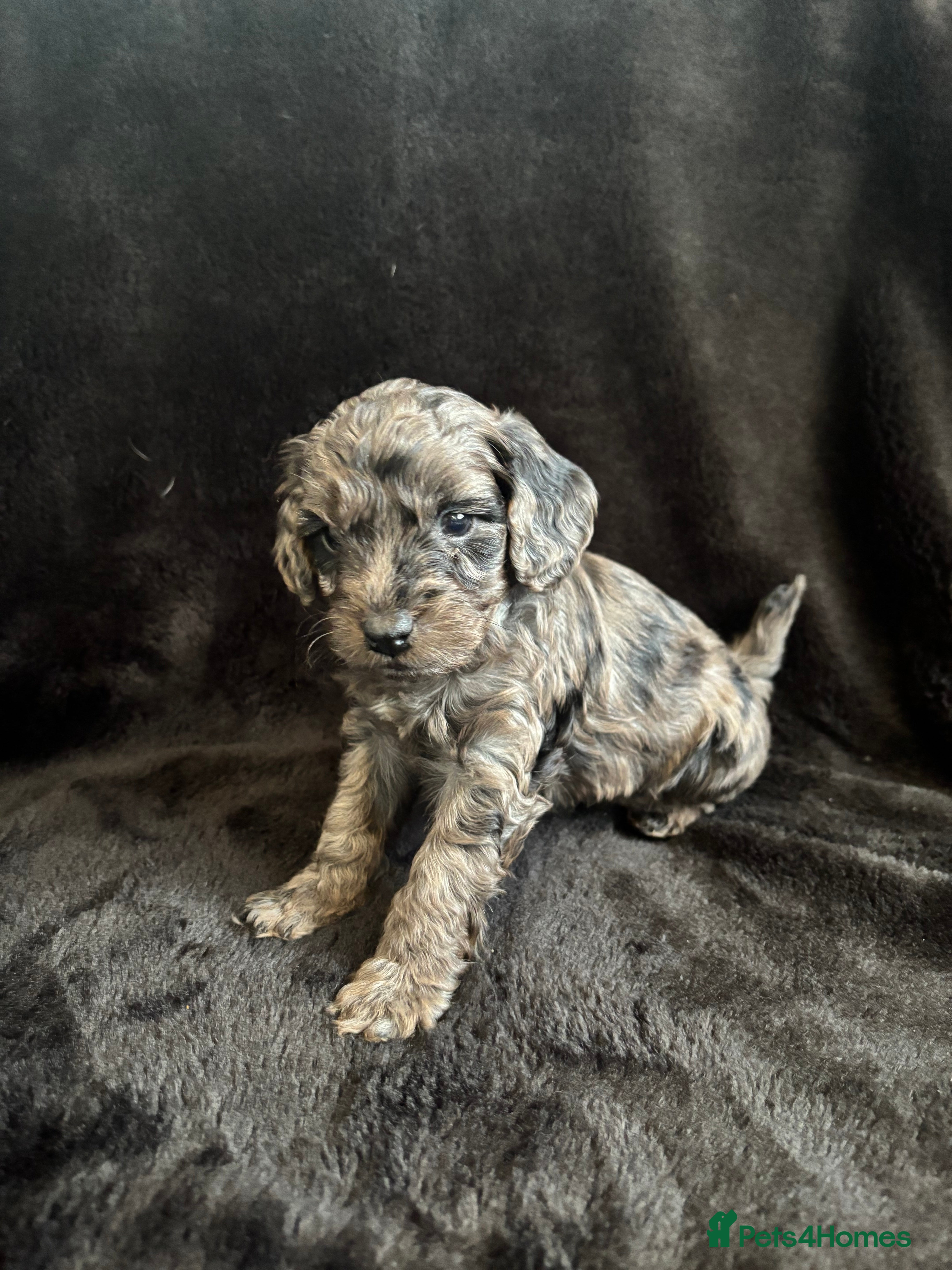 Cockapoo dogs F1 toy cockapoo’s - Advert 1