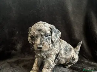 Cockapoo dogs F1 toy cockapoo’s - Advert 1