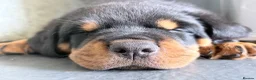 Rottweiler dogs for sale: Rottweiler puppies. 1 LEFT. READY TO GO. - Advert 16