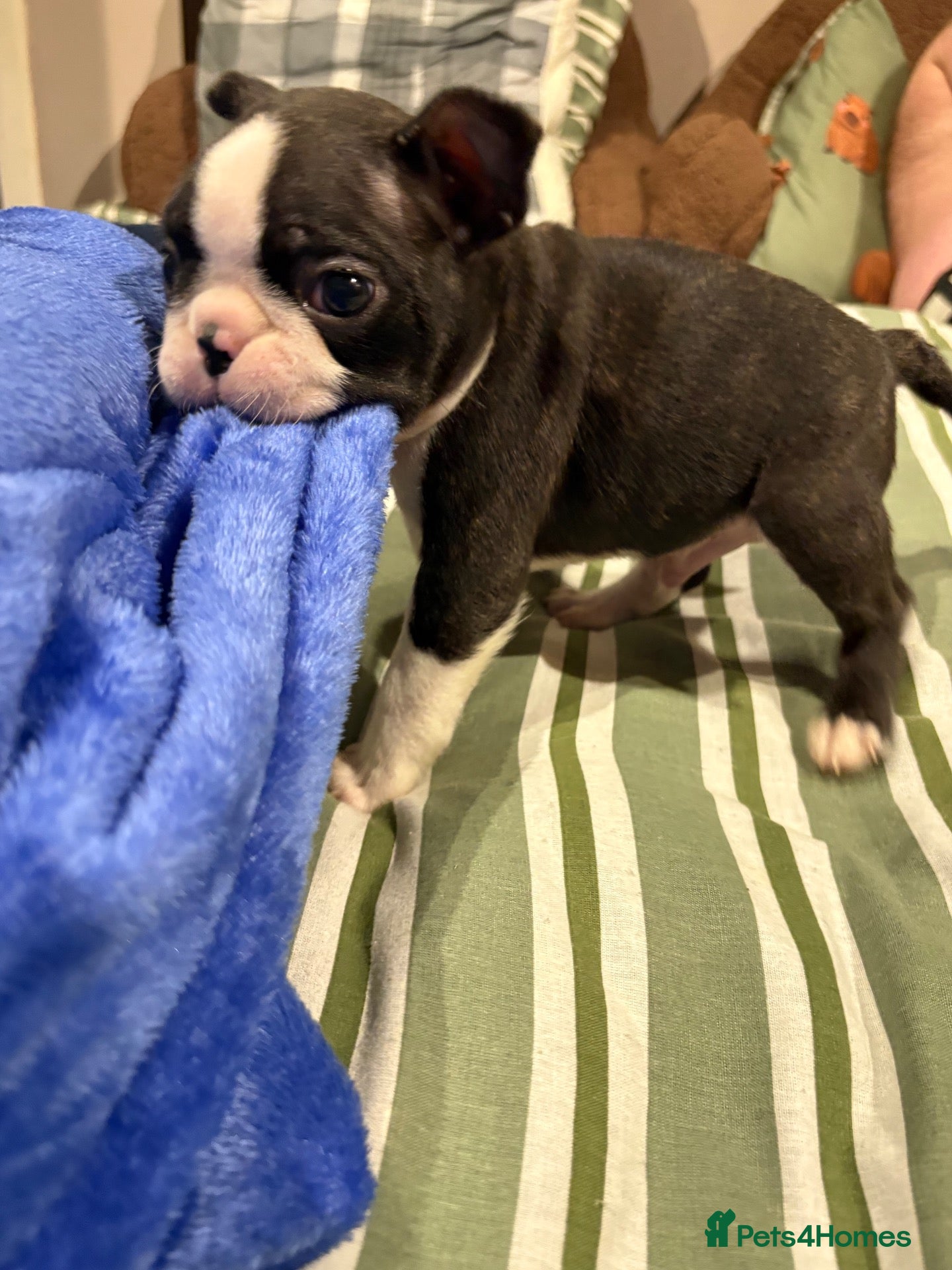 Boston Terrier dogs Kc reg Boston terriers  - Advert 1