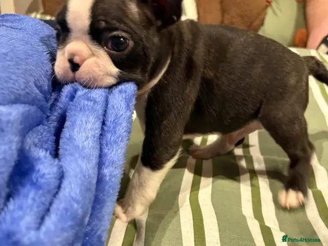 Boston Terrier dogs Kc reg Boston terriers - 1 stunning girl available - Advert 1