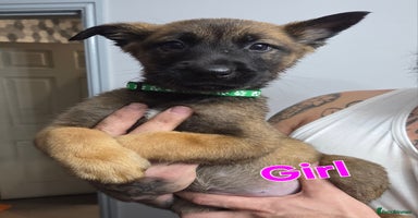 Belgian Shepherd Dog dogs Belgian malinois - Advert 3