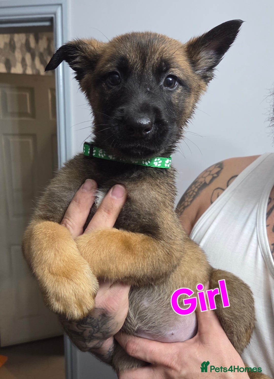 Belgian Shepherd Dog dogs for sale: Belgian malinois - Advert 20