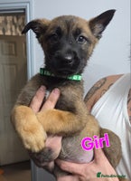 Belgian Shepherd Dog dogs Belgian malinois - Advert 3