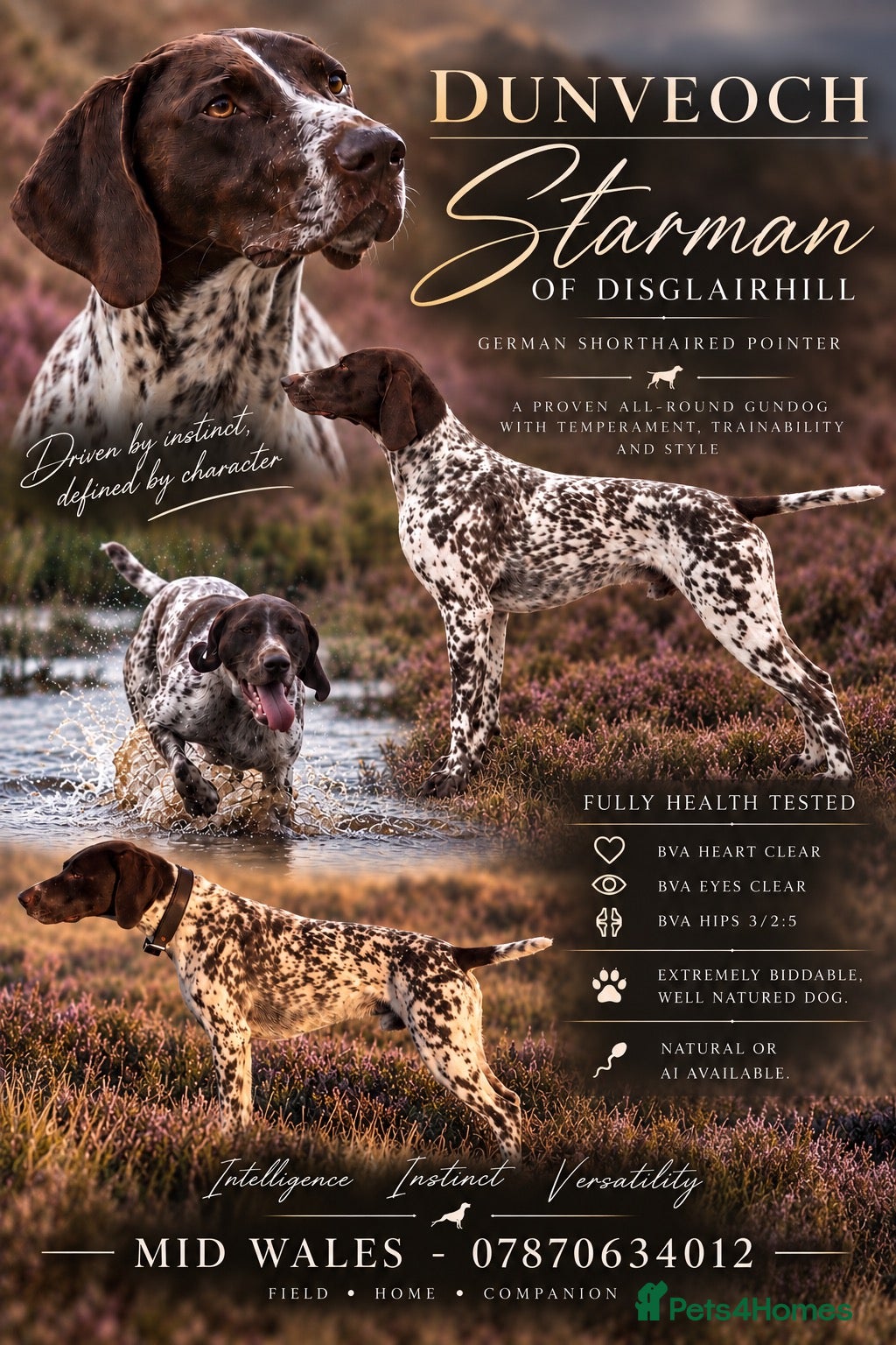 German Shorthaired Pointer dogs ✨FULLY HEALTH TESTED✨ Proven GSP stud - Advert 1