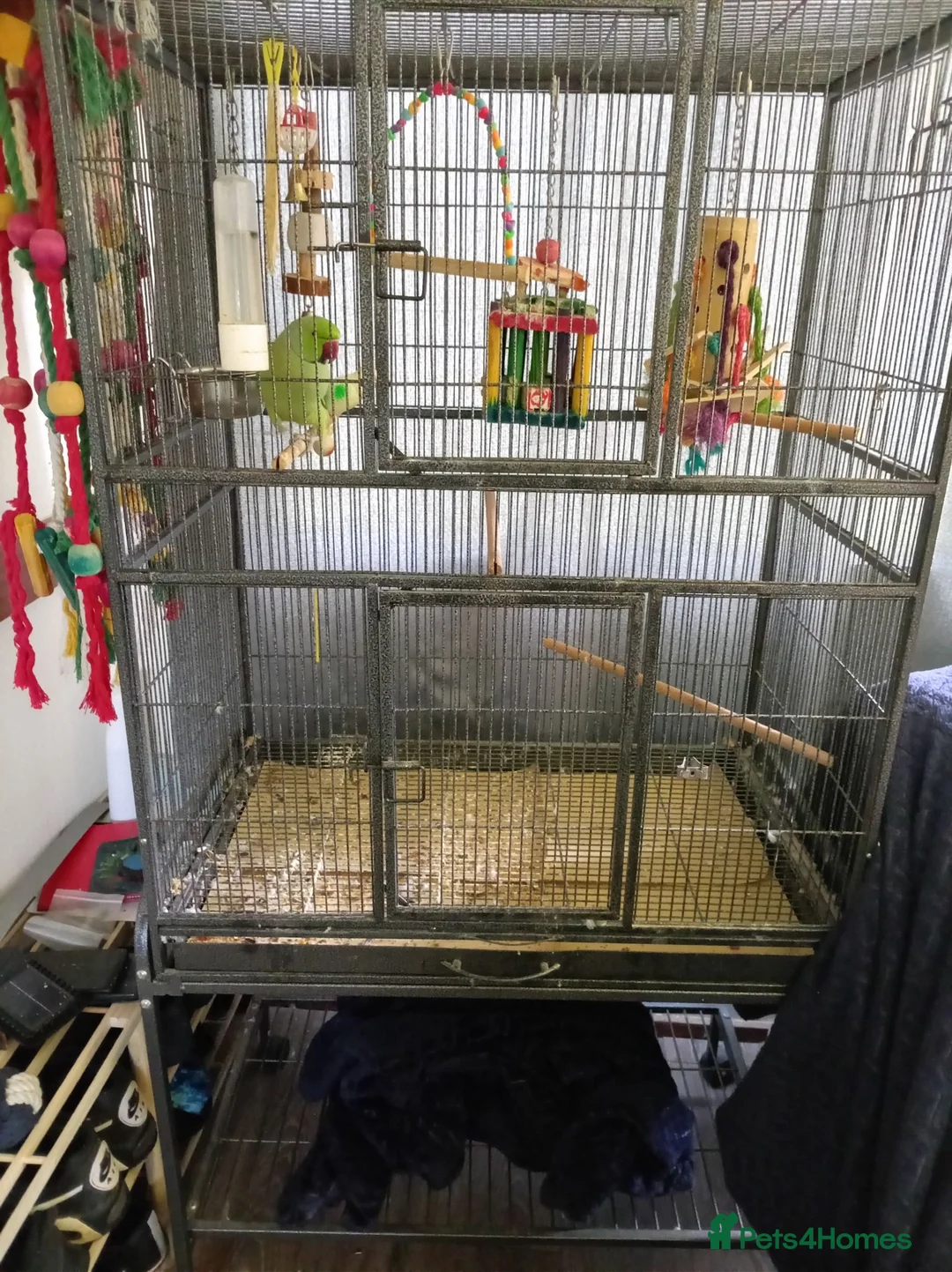 Ringnecks birds for sale: Male Indian ringneck  - Advert 1